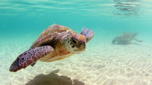 news_green_sea_turtle